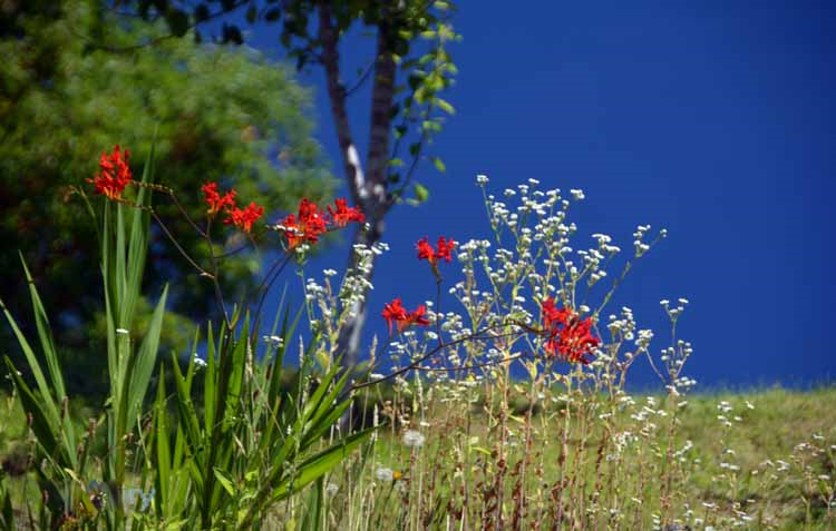 red and white flowers against blue sky